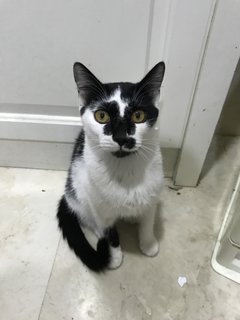 Milky - Domestic Short Hair Cat