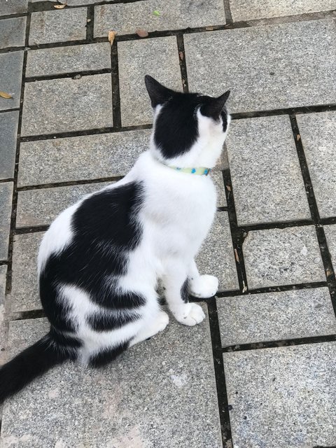 Milky - Domestic Short Hair Cat