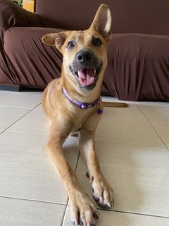 Maddie - Mixed Breed Dog