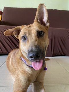 Maddie - Mixed Breed Dog