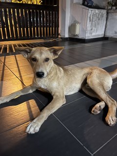 Golden Puppy For Adoption  - Mixed Breed Dog