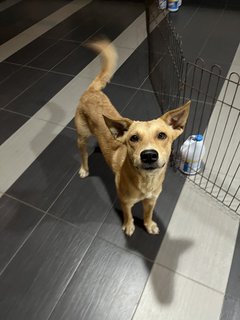 Golden Puppy For Adoption  - Mixed Breed Dog