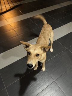 Golden Puppy For Adoption  - Mixed Breed Dog