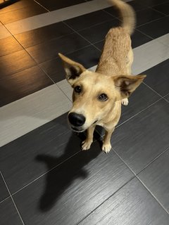 Golden Puppy For Adoption  - Mixed Breed Dog