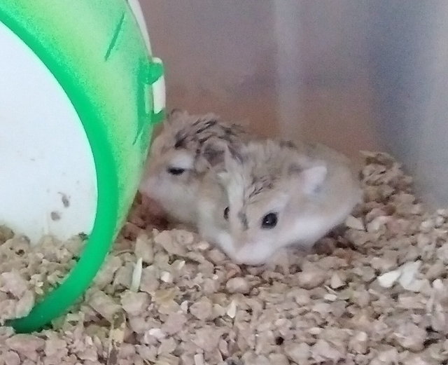 Hamsters F4all - Roborovsky's Hamster Hamster