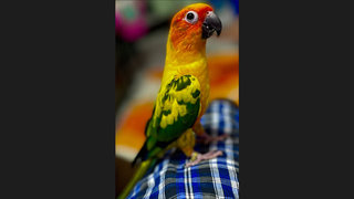 Lucky - Conure + Parrot Bird