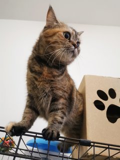 Yuna - British Shorthair + Domestic Medium Hair Cat