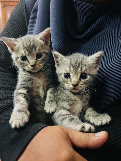 Twins - Scottish Fold + Domestic Medium Hair Cat