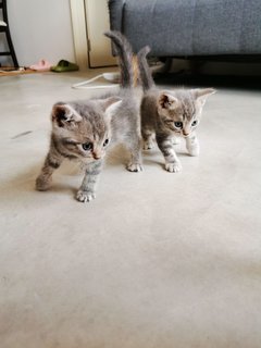 Twins - Scottish Fold + Domestic Medium Hair Cat