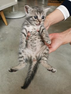 Twins - Scottish Fold + Domestic Medium Hair Cat