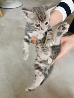 Twins - Scottish Fold + Domestic Medium Hair Cat