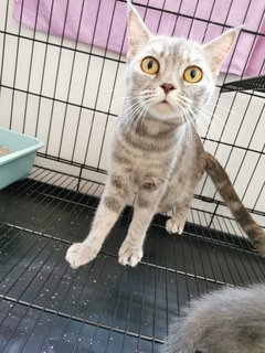 Twins - Scottish Fold + Domestic Medium Hair Cat