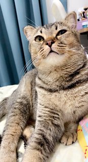 La - British Shorthair + Domestic Medium Hair Cat