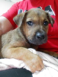 1 Month Plus Puppies  - Mixed Breed Dog