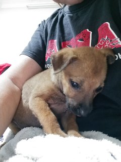 1 Month Plus Puppies  - Mixed Breed Dog