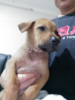 1 Month Plus Puppies  - Mixed Breed Dog