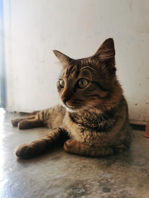 Twenty 2  - Domestic Long Hair Cat