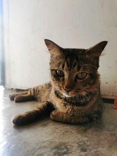 Twenty 2  - Domestic Long Hair Cat