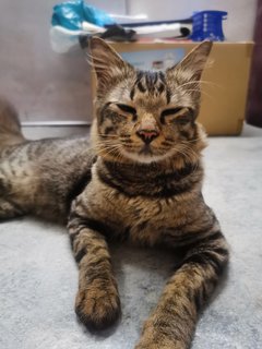 Twenty 2  - Domestic Long Hair Cat