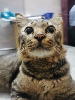 Twenty 2  - Domestic Long Hair Cat