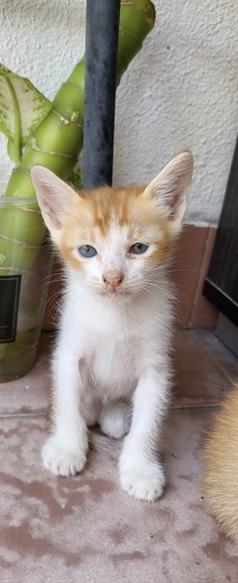 Naibai (奶白) - Domestic Short Hair Cat