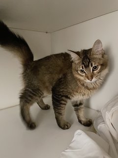 Triplet - Maine Coon + Tabby Cat