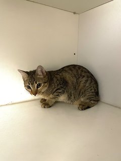 Triplet - Maine Coon + Tabby Cat