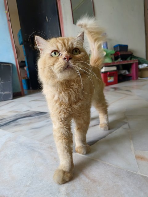 Lion (Semiflat) - Persian Cat