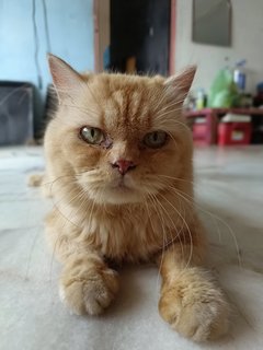 Lion (Semiflat) - Persian Cat