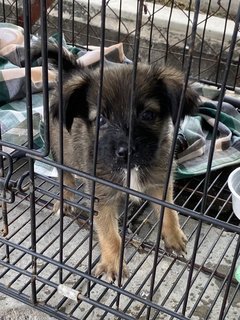 Wilson &amp; Zen - Mixed Breed Dog