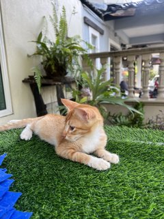 Oyen - Domestic Short Hair Cat