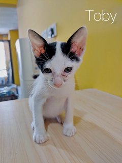 Kittens - Domestic Short Hair Cat