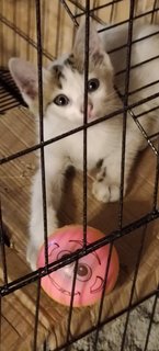 Snowy - Domestic Short Hair Cat