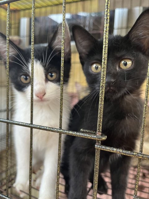 Kittens And The Mother - Domestic Long Hair + Domestic Short Hair Cat