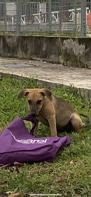 Potato &amp; Mummy &amp; Daddy  - Mixed Breed Dog