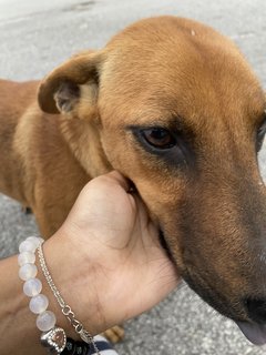 Potato &amp; Mummy &amp; Daddy  - Mixed Breed Dog