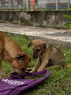 Potato &amp; Mummy &amp; Daddy  - Mixed Breed Dog