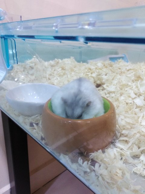 PF114427 - Common Hamster Hamster