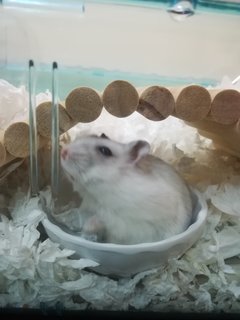 PF114427 - Common Hamster Hamster