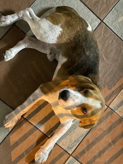 Scoobie - Beagle Dog