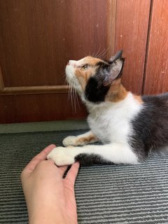 Abben - Calico Cat