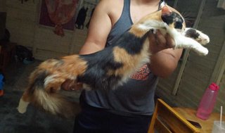 Speky - Domestic Long Hair + Maine Coon Cat