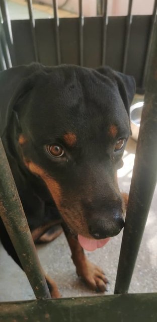 Judo - Rottweiler Dog