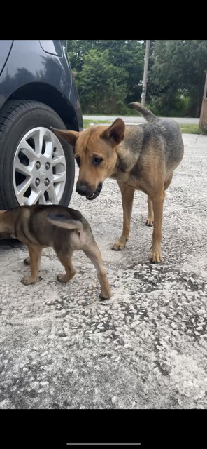 Mummy And Puppy - Mixed Breed Dog