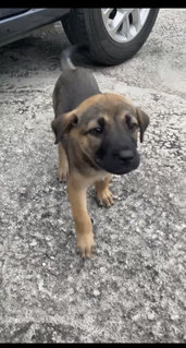 Mummy And Puppy - Mixed Breed Dog