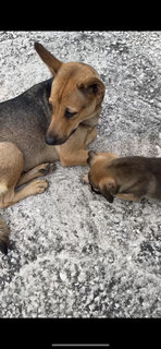 Mummy And Puppy - Mixed Breed Dog