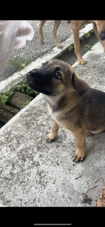 Mummy And Puppy - Mixed Breed Dog