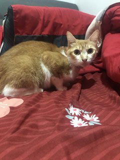 Gingerina - Domestic Short Hair Cat