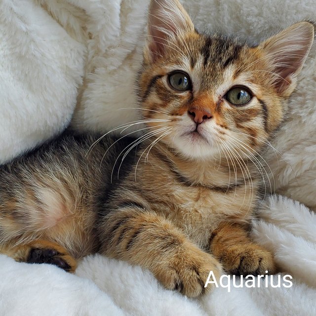 Aquarius  - Domestic Short Hair Cat