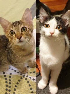 Aquarius  - Domestic Short Hair Cat